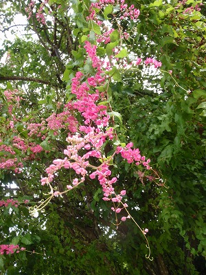 c0180460_11583789.jpg
