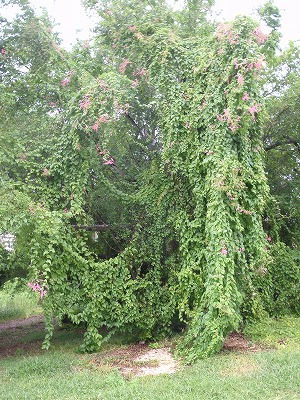 c0180460_1159269.jpg