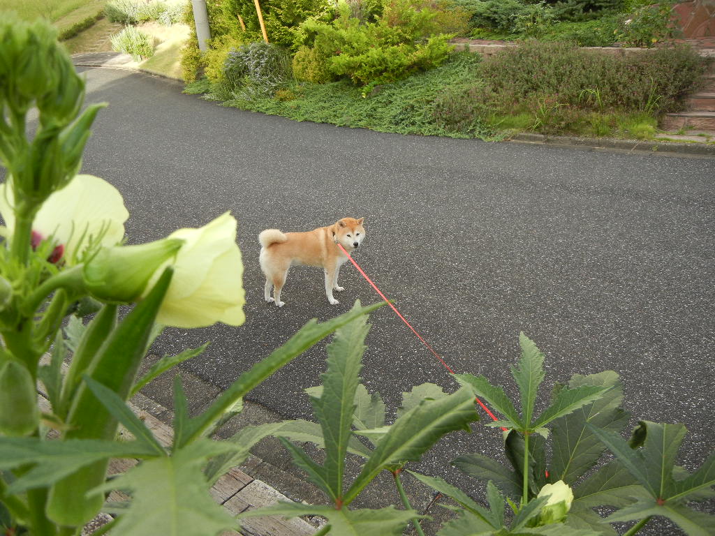 2011年9月17日(土)台風の影響!_f0060461_1136823.jpg