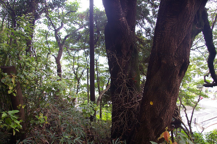 またヤマザクラの勇姿が顕在化：第8回里山継承ＰＪ_c0014967_20102311.jpg