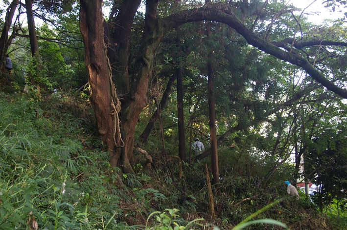 またヤマザクラの勇姿が顕在化：第8回里山継承ＰＪ_c0014967_20261880.jpg