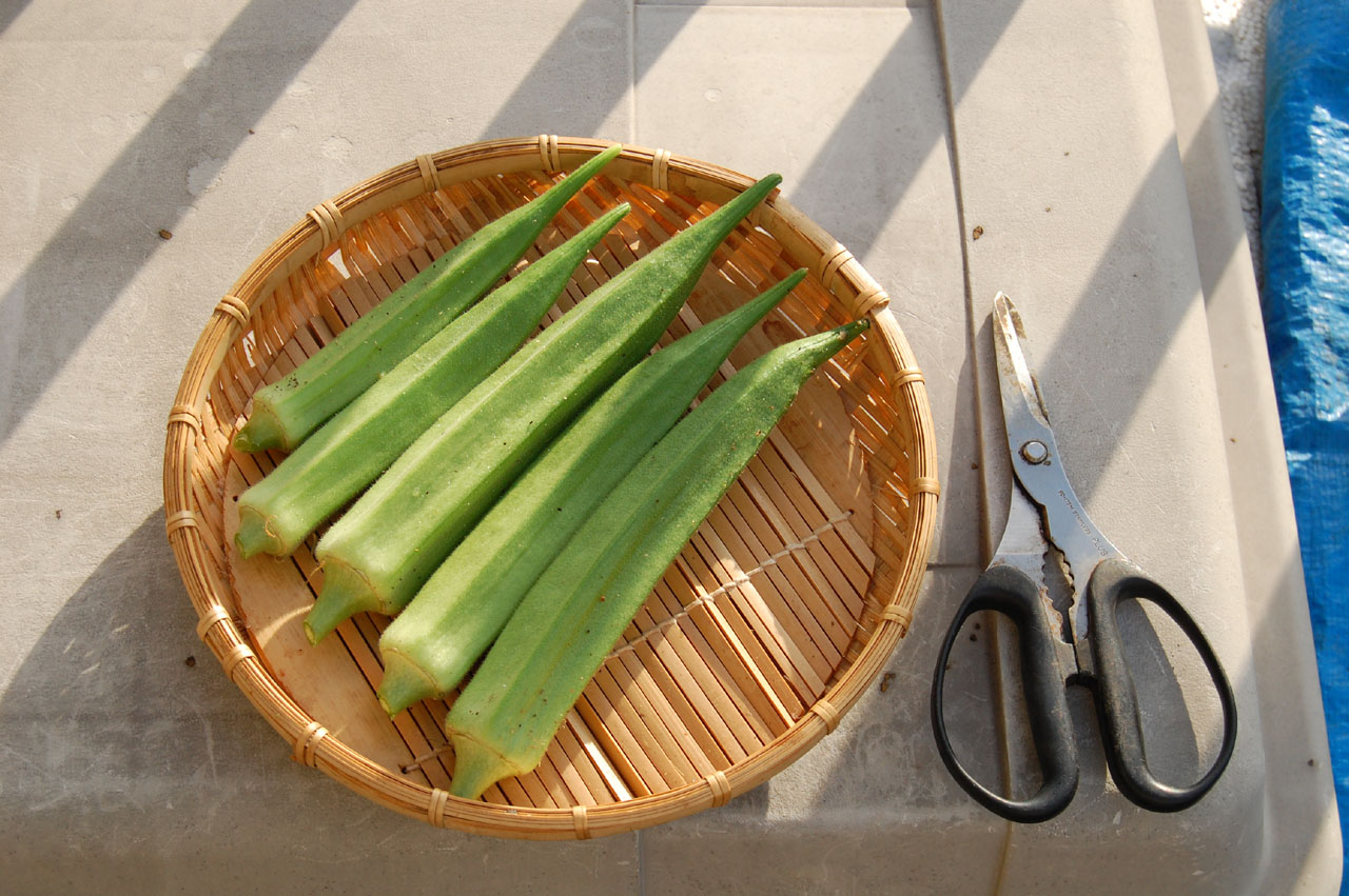 巨大化したオクラは食べられない_c0199370_8374428.jpg