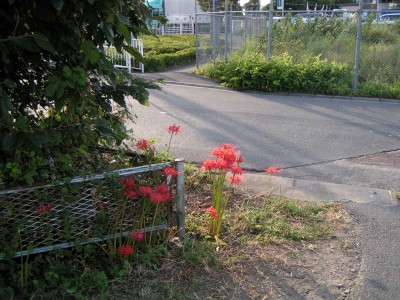 四谷下堰緑地のヒガンバナ 2011 ：府中市_c0112172_23372327.jpg