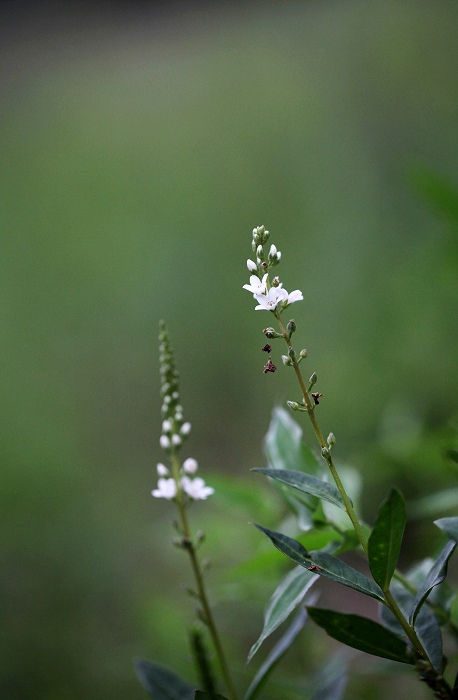 f0000789_8251190.jpg
