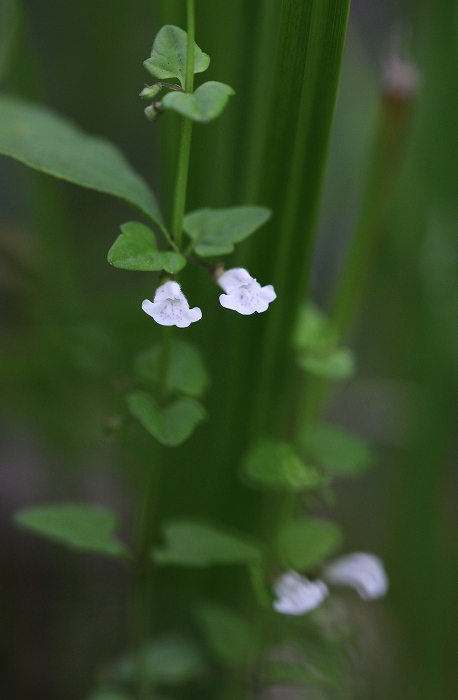 f0000789_8311165.jpg