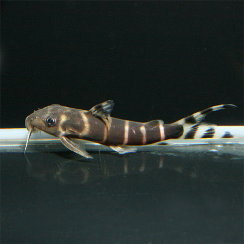 c0165800_2022743.jpg
