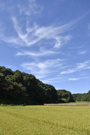 2011年9月18日　神奈川県横浜市青葉区　快晴_c0134805_1819525.jpg