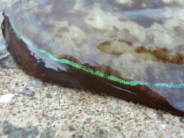 e0136620_6534649.jpg