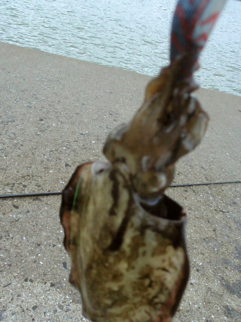 e0136620_6562269.jpg