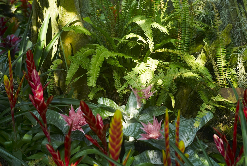 植物園へゆく_b0212922_14191331.jpg