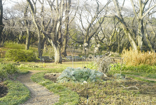 植物園へ行く_b0212922_15254124.jpg