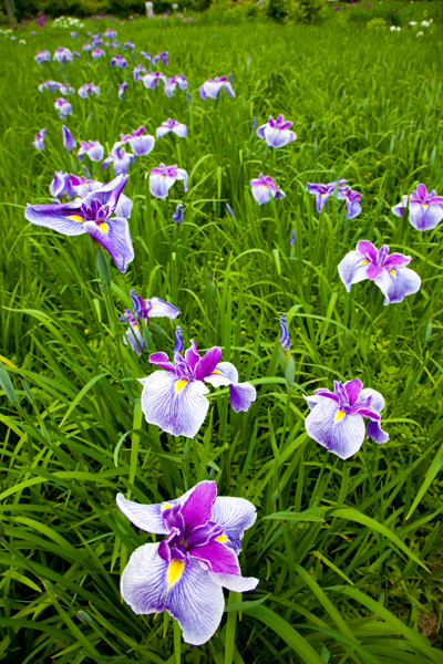 柳生花菖蒲園_a0166729_21261989.jpg