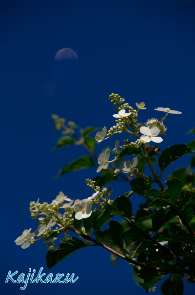a0166940_12423980.jpg