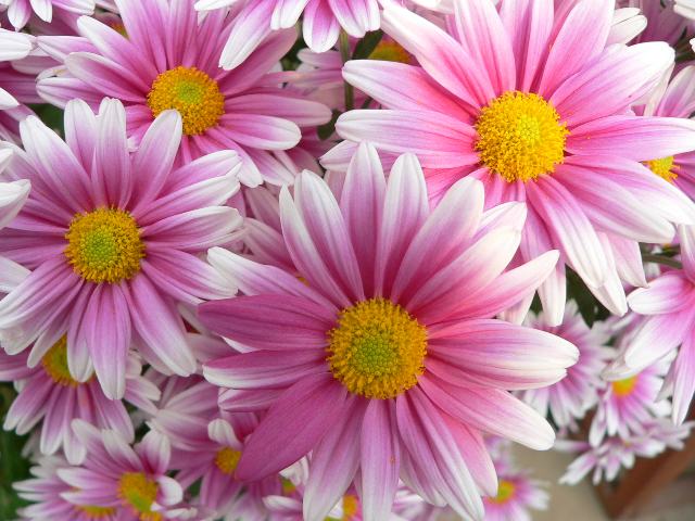 ポットマム ポピュラーな花