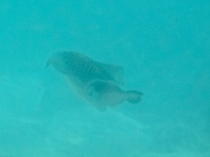 f0190653_21201277.gif