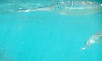 f0190653_21201962.gif