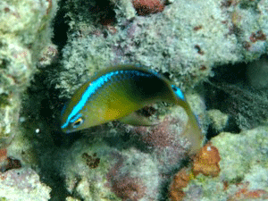 f0190653_2125101.gif