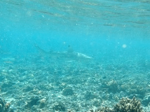 f0190653_21462463.gif