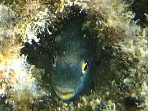 f0190653_2146257.gif