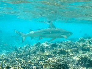 f0190653_21463035.gif