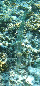f0190653_21463947.gif