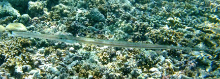 f0190653_21464352.gif