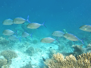 f0190653_21464833.gif