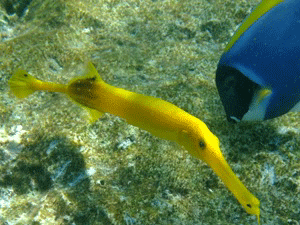 f0190653_21465298.gif