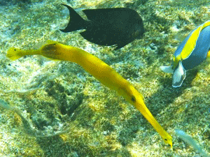 f0190653_21465611.gif