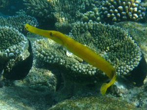 f0190653_2147160.gif