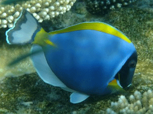 f0190653_21471842.gif