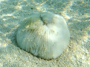f0190653_21491141.gif