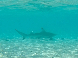 f0190653_21501025.gif