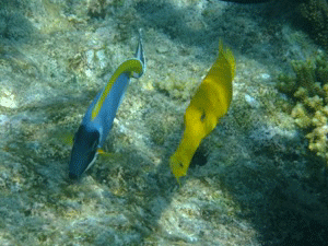 f0190653_2150558.gif