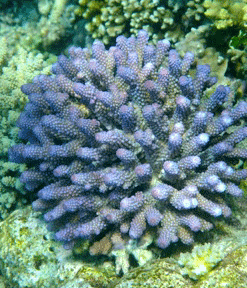 f0190653_2151891.gif