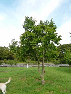 a0165160_1845469.jpg