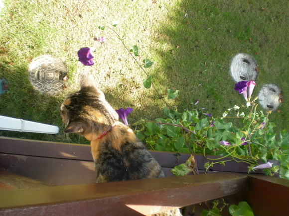 2011年9月18日(日)今年の曼珠紗華!_f0060461_1210161.jpg