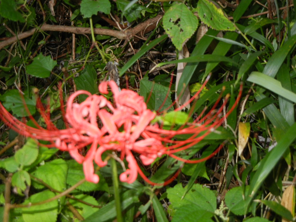 2011年9月18日(日)今年の曼珠紗華!_f0060461_1253526.jpg