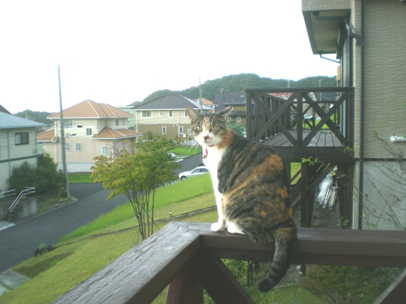 2011年9月18日(日)今年の曼珠紗華!_f0060461_1292714.jpg