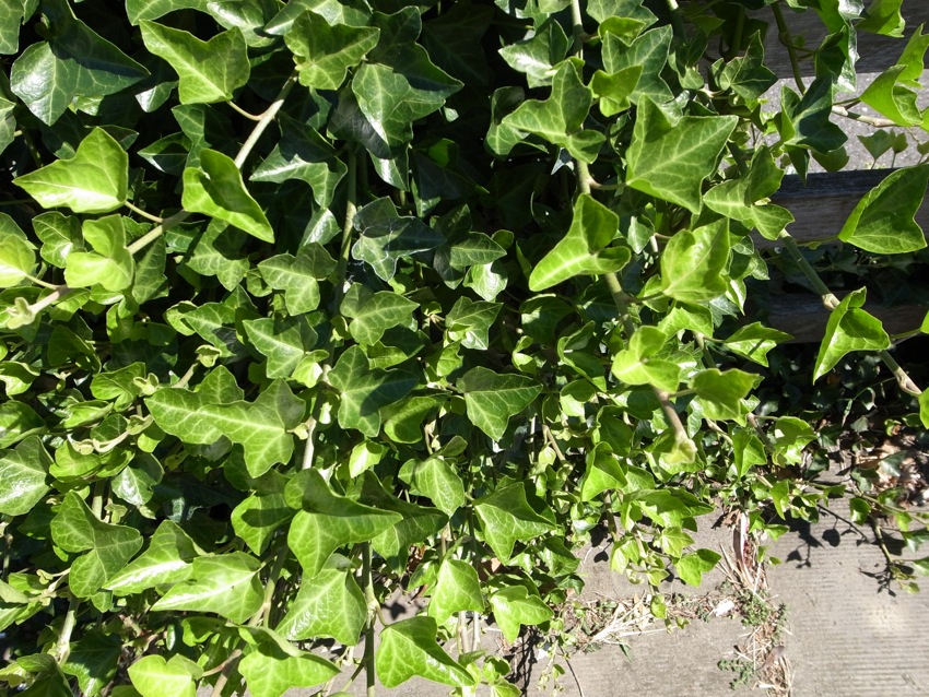 f0179061_17491673.jpg