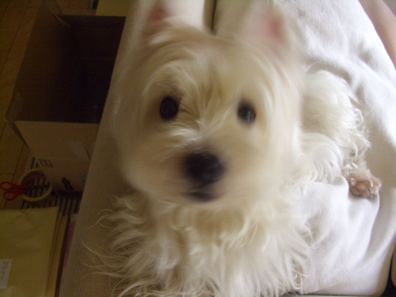 今日はずっといっしょ_b0107163_1934081.jpg