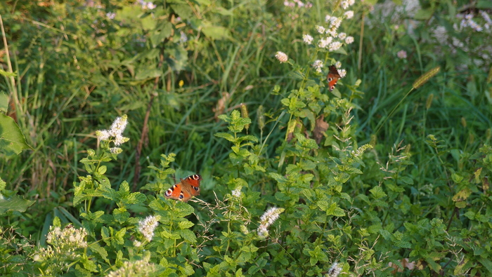 e0024081_2331321.jpg