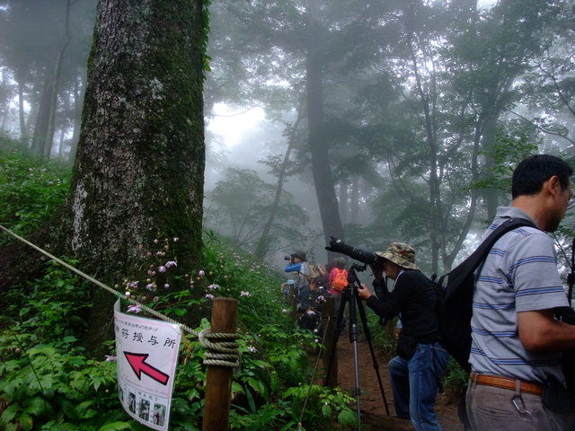 御岳山のレンゲショウマ祭り　〜８月２８日（日）〜その②_a0043982_1422281.jpg