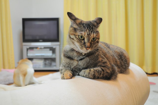 かぼちゃんの秘密_a0126590_22294265.jpg
