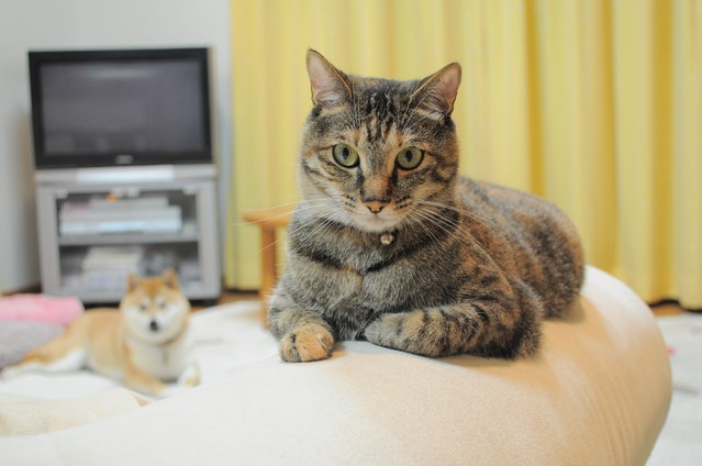 かぼちゃんの秘密_a0126590_22303096.jpg