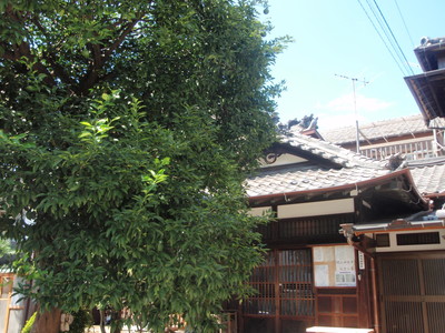 a0207196_17443526.jpg