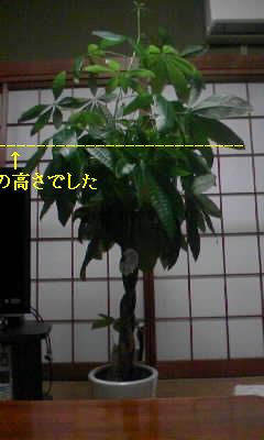 a0161310_11184744.jpg