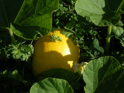 c0124619_4592433.jpg