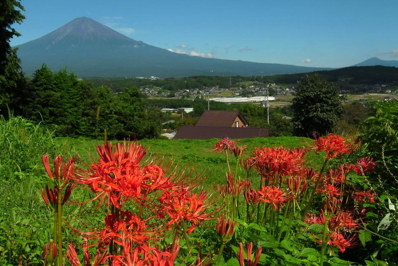 20110918  秋の県南散歩：ウラギンシジミほか_d0090322_19252289.jpg