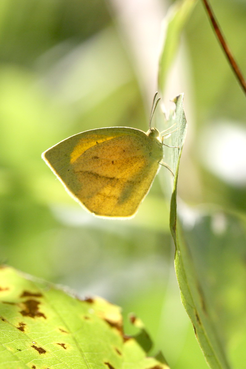 20110918  秋の県南散歩：ウラギンシジミほか_d0090322_19293257.jpg